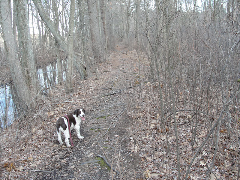 Spaniel on Towpath