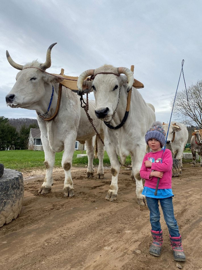 A yolk of oxen pictured with a young child