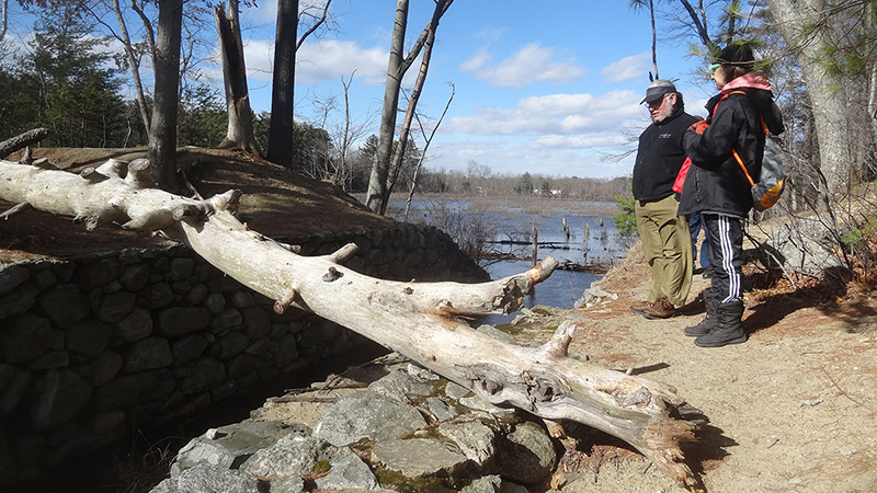 tree section that had fallen across the brook was not suitable as a bridge